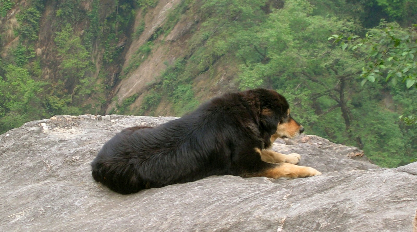 Himalayan Sheepdog Puppy